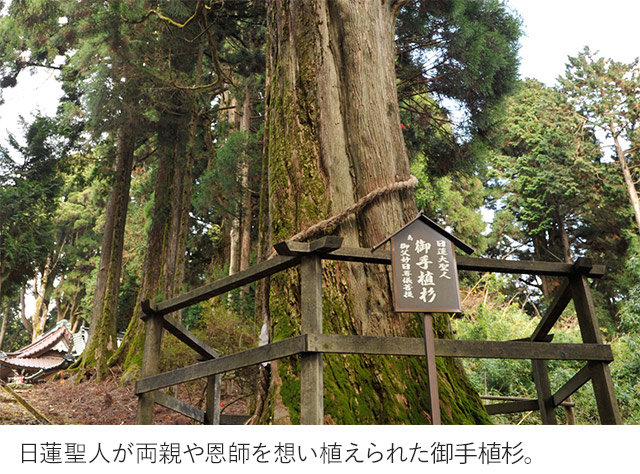 日蓮聖人が両親や恩師を想い植えられた御手植杉。