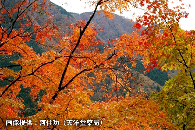 秋の身延山の写真3 画像提供：河住功（天洋堂薬局）